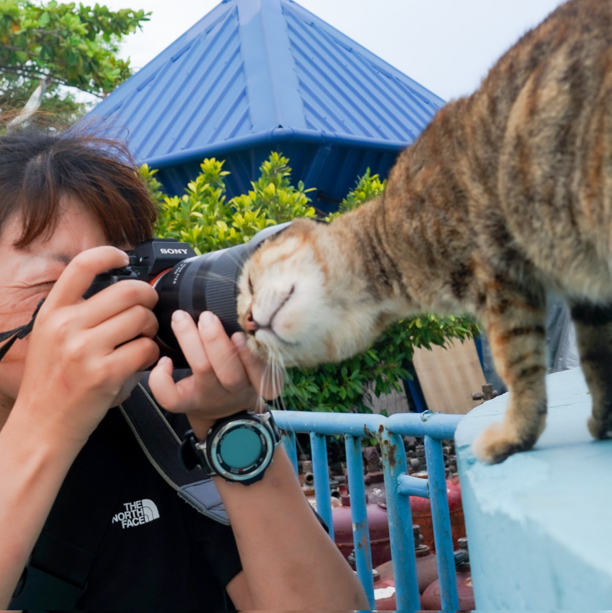 ถ่ายรูปแมว