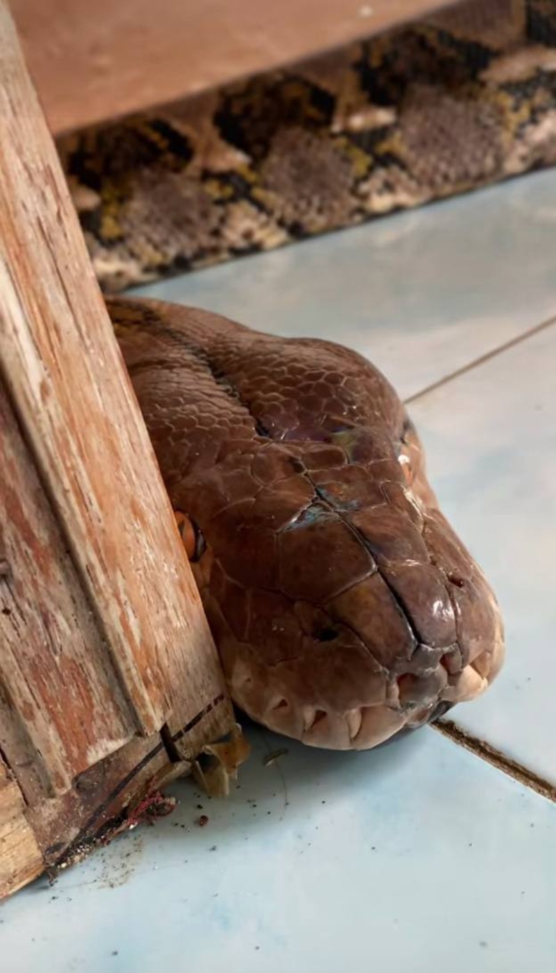 งูเหลือม