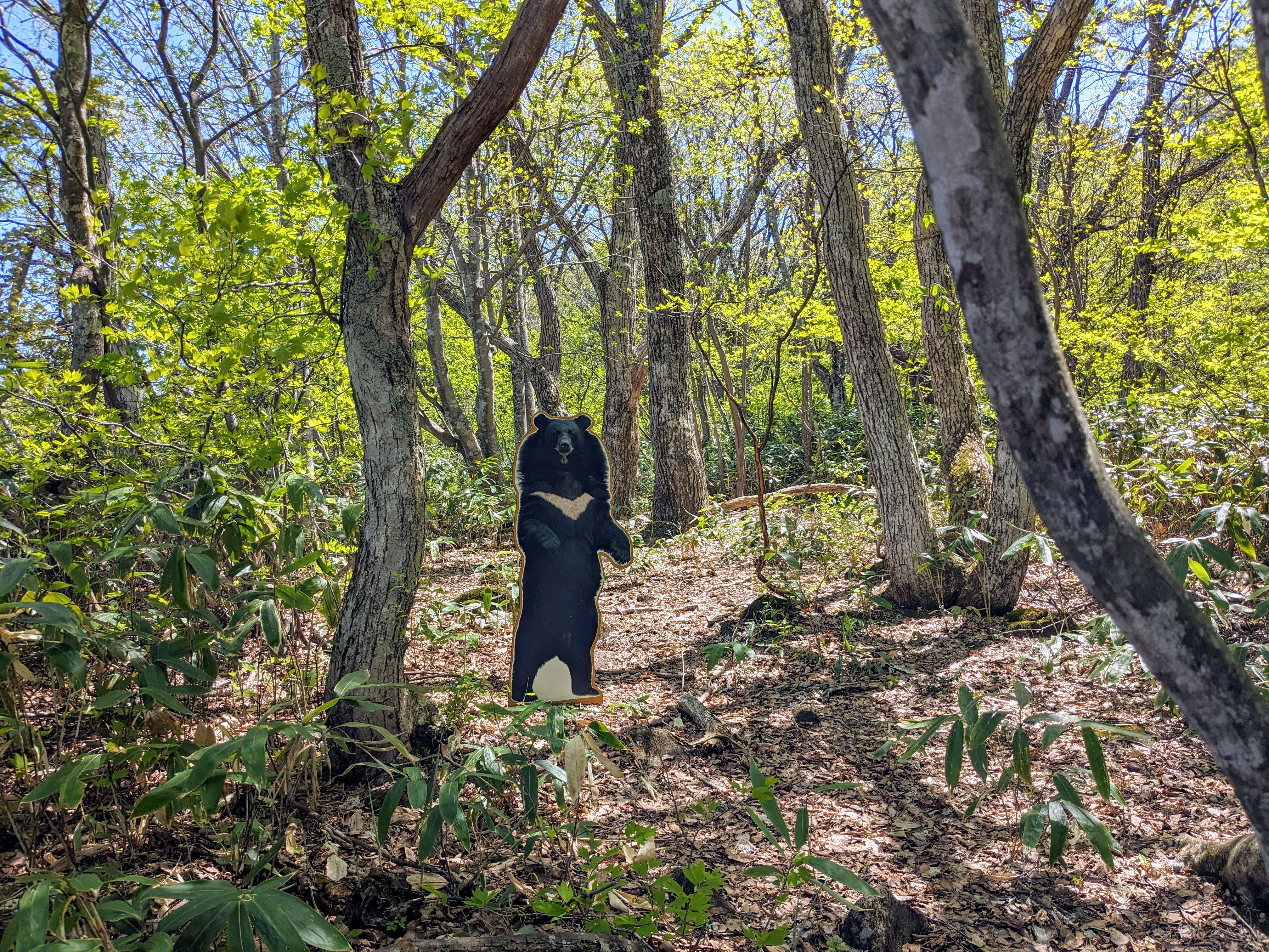 เก็บเห็ด