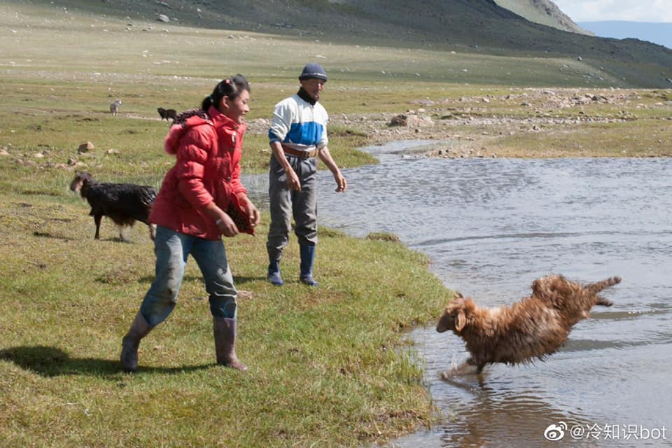 อาบน้ำแกะ