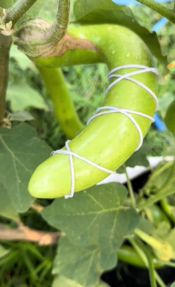 มะเขือยาว