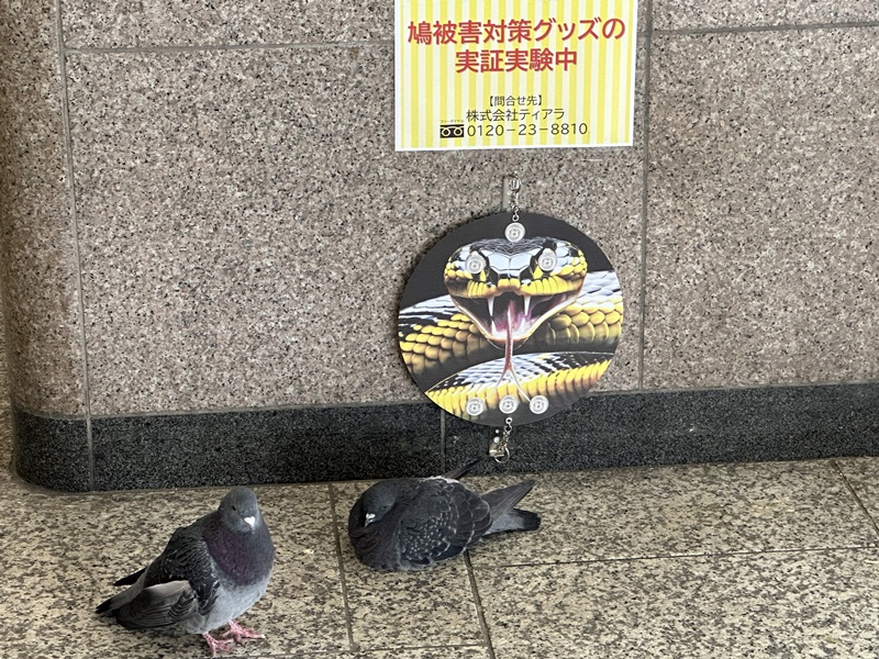 ไล่นกพิราบ