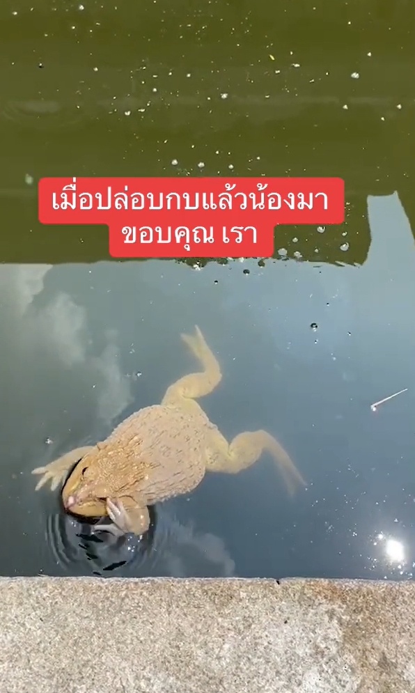 ปล่อยกบ