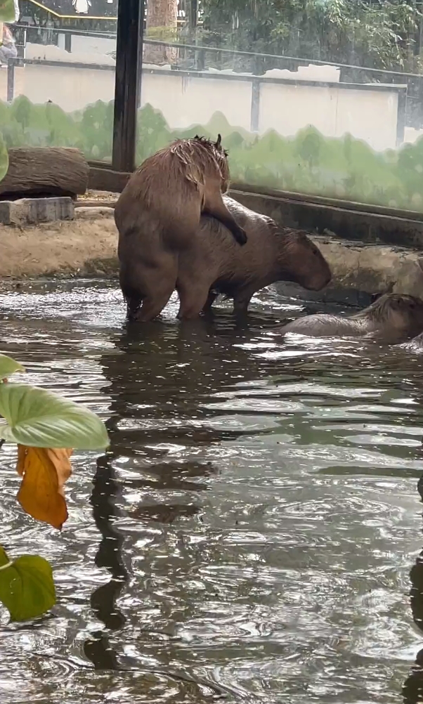 คาปิบารา