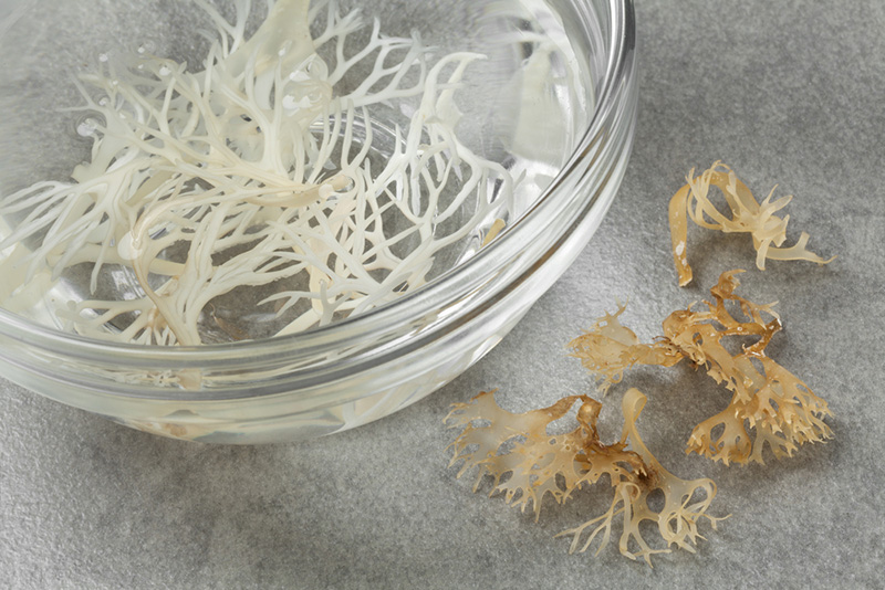 Sea Moss Gel คือ