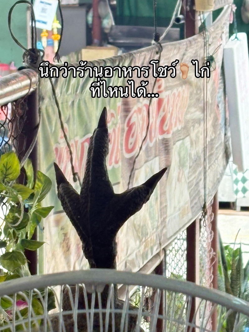 ตีนไก่