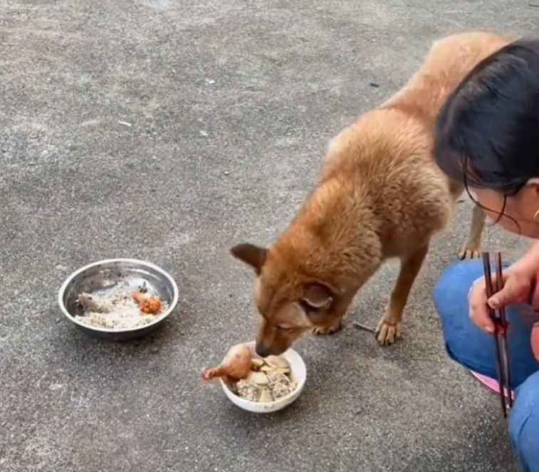 แย่งน่องไก่