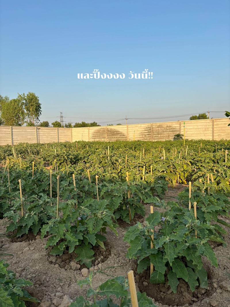 สวนหน้าบ้าน