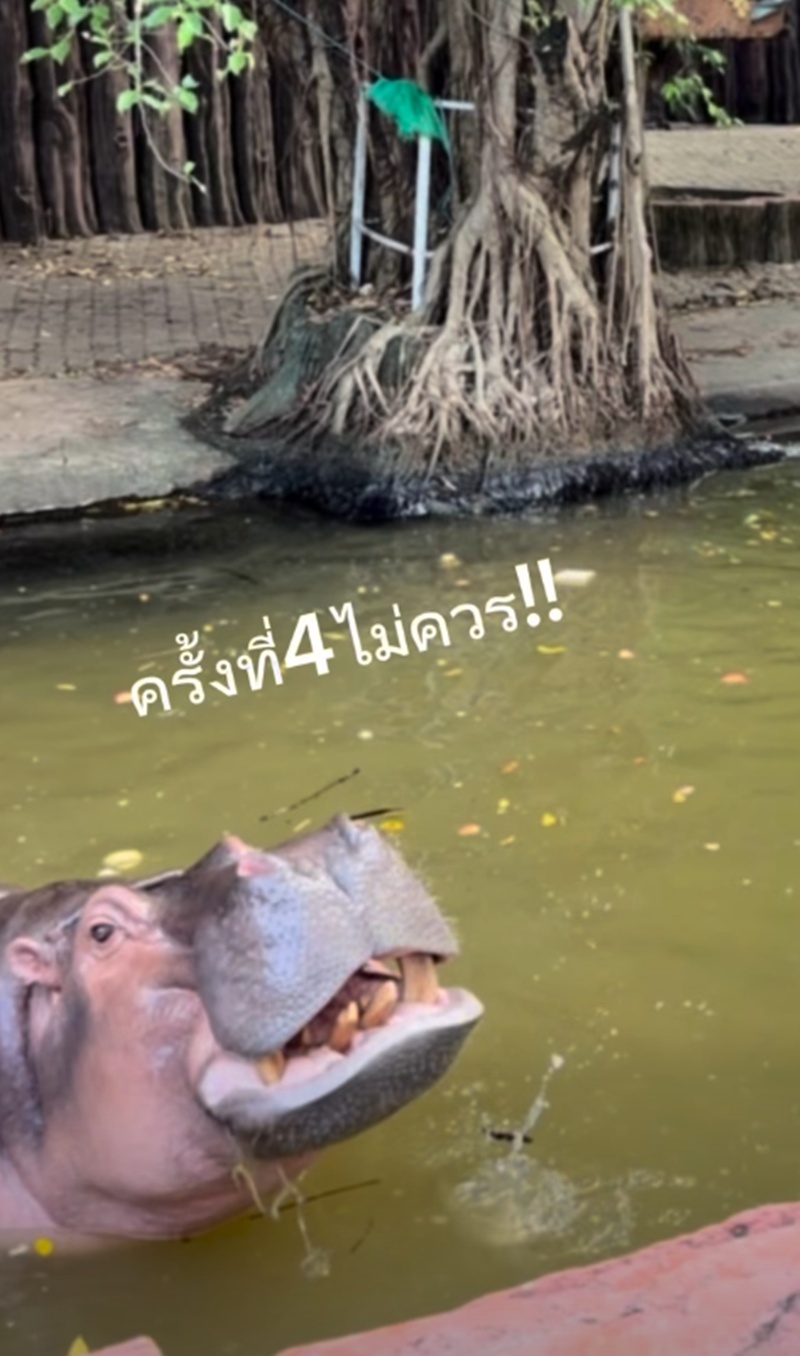 ให้อาหารฮิปโป