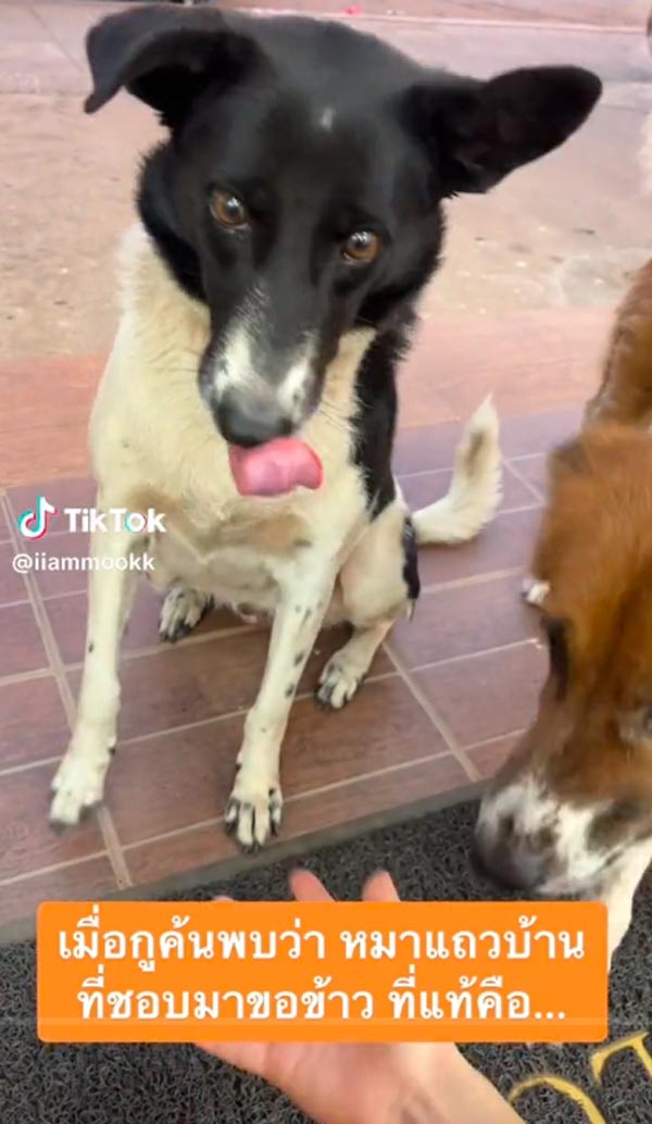 หมาจรจัด