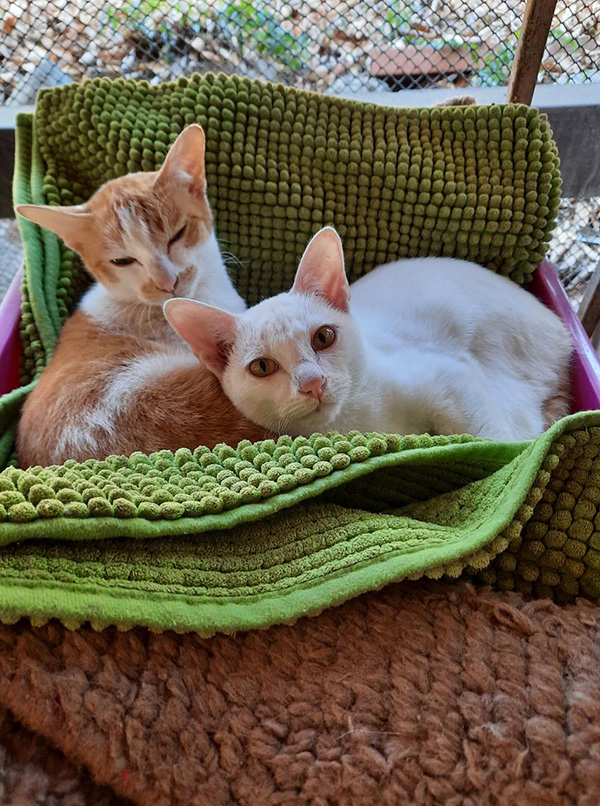 โรงแรม Pet Friendly