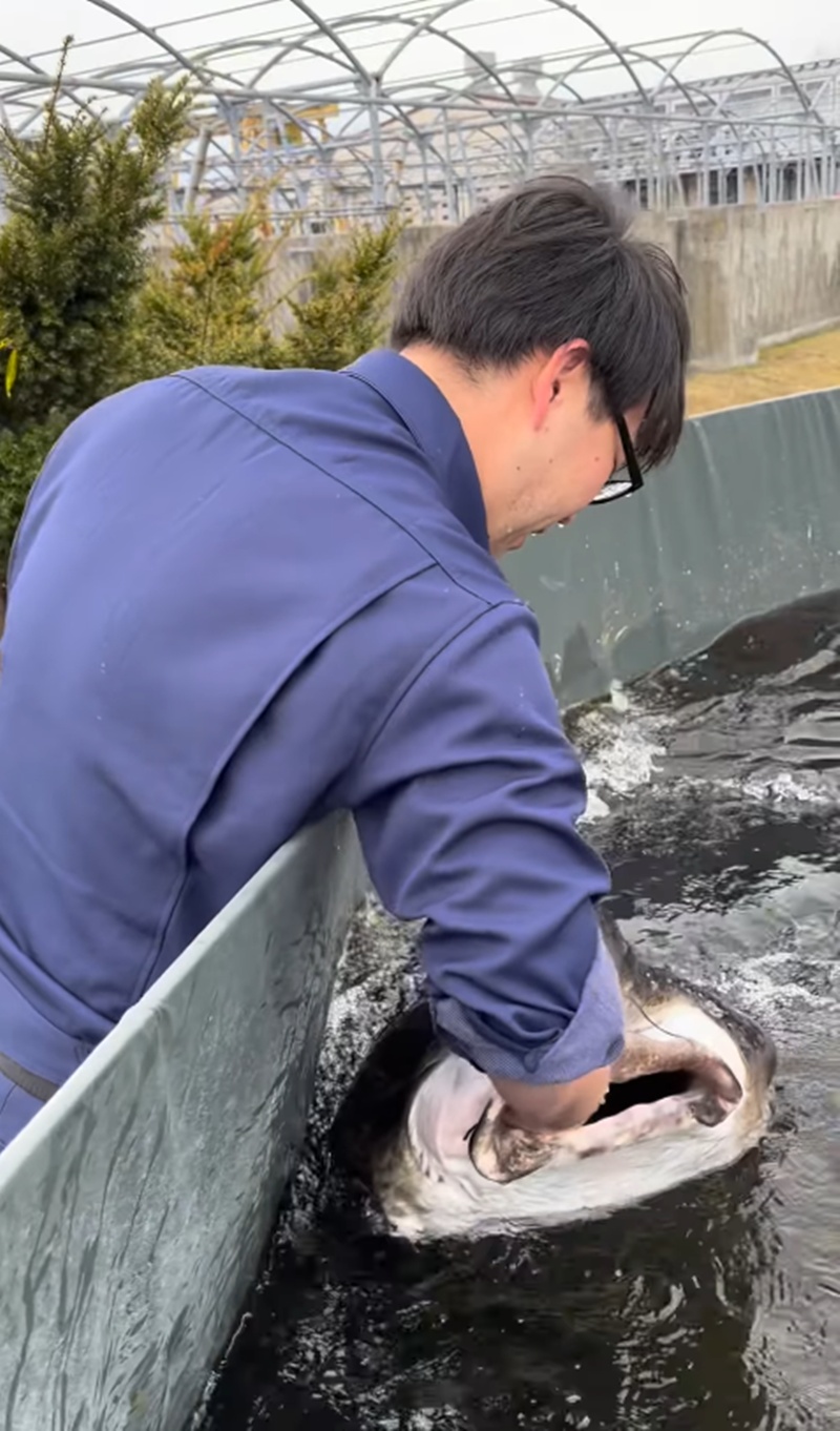 ให้อาหารปลา