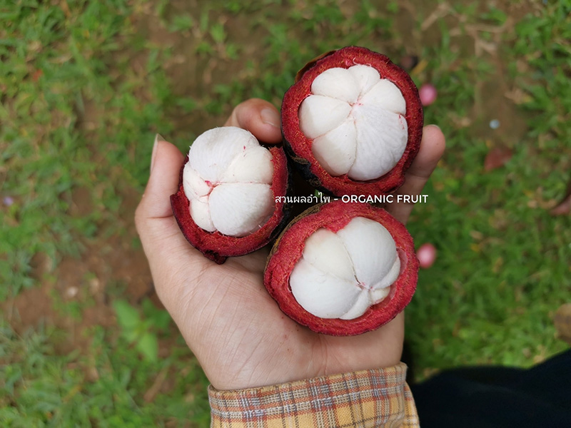 สวนผลไม้ตราด