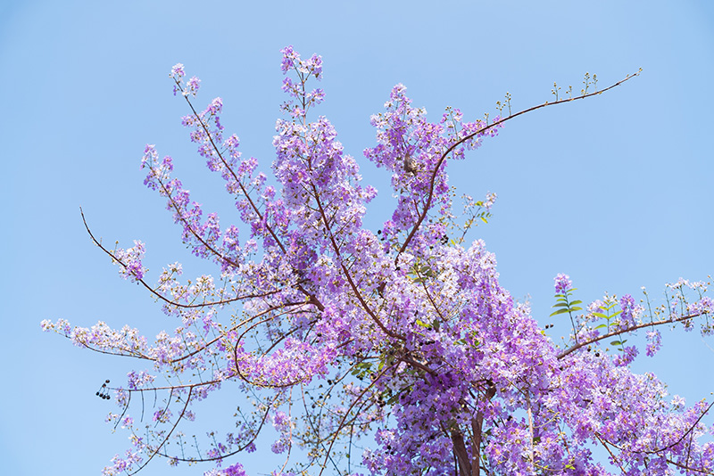 ต้นไม้ดอกสีม่วง ต้นเสลา