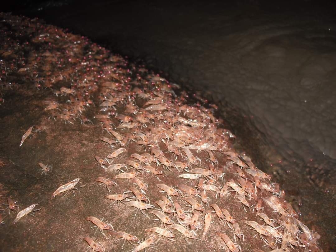 กุ้งเดินขบวน