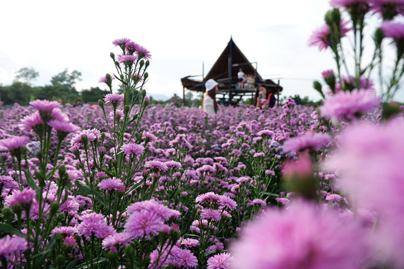 สวนดอกไม้ป้านกเอี้ยง