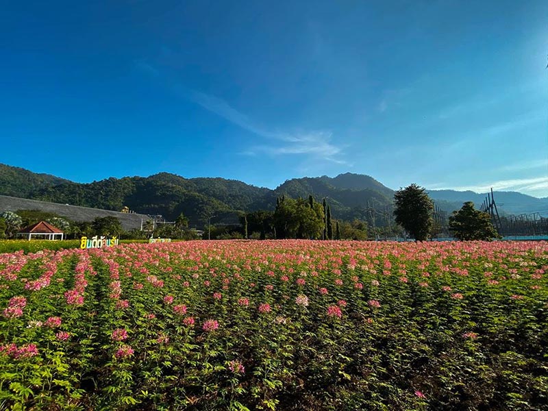 ทุ่งดอกผักเซี้ยนฝรั่ง ทุ่งดอกดาวกระจาย เขื่อนวชิราลงกรณ