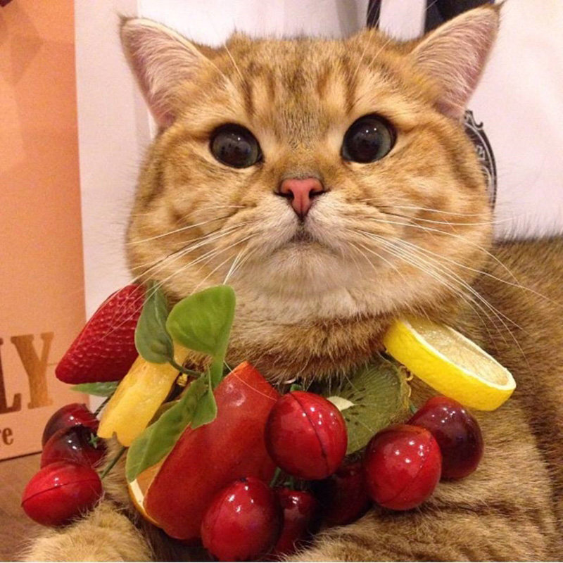 เพจแมวน่ารัก ๆ