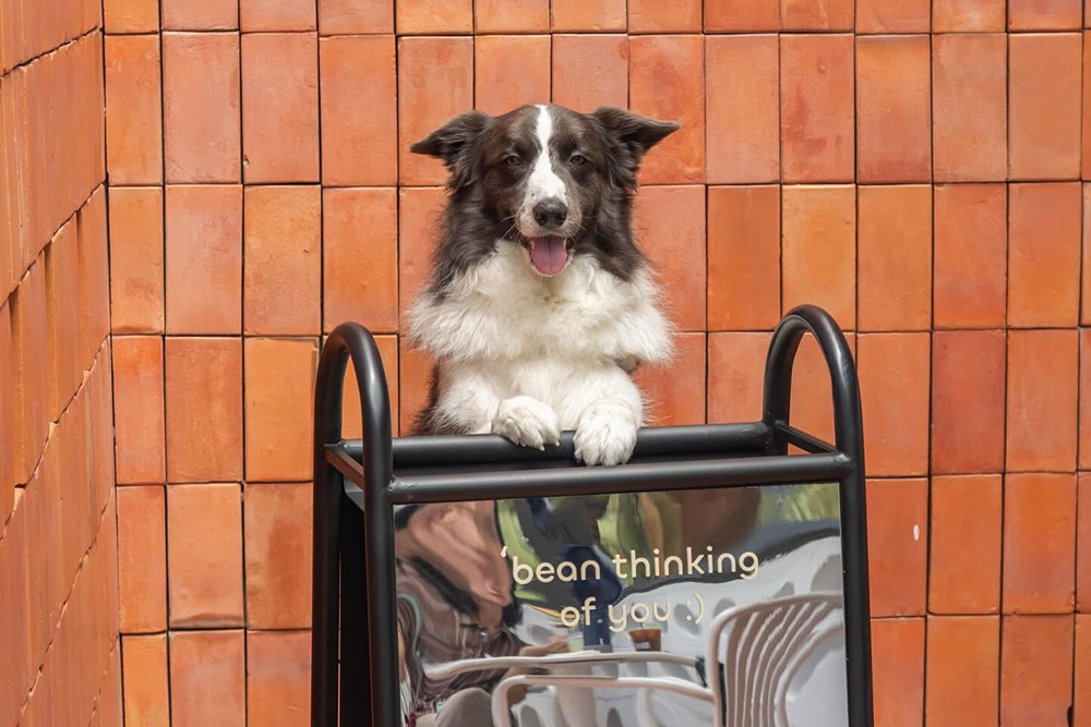 คาเฟ่ Pet-Friendly ย่านจตุโชติ
