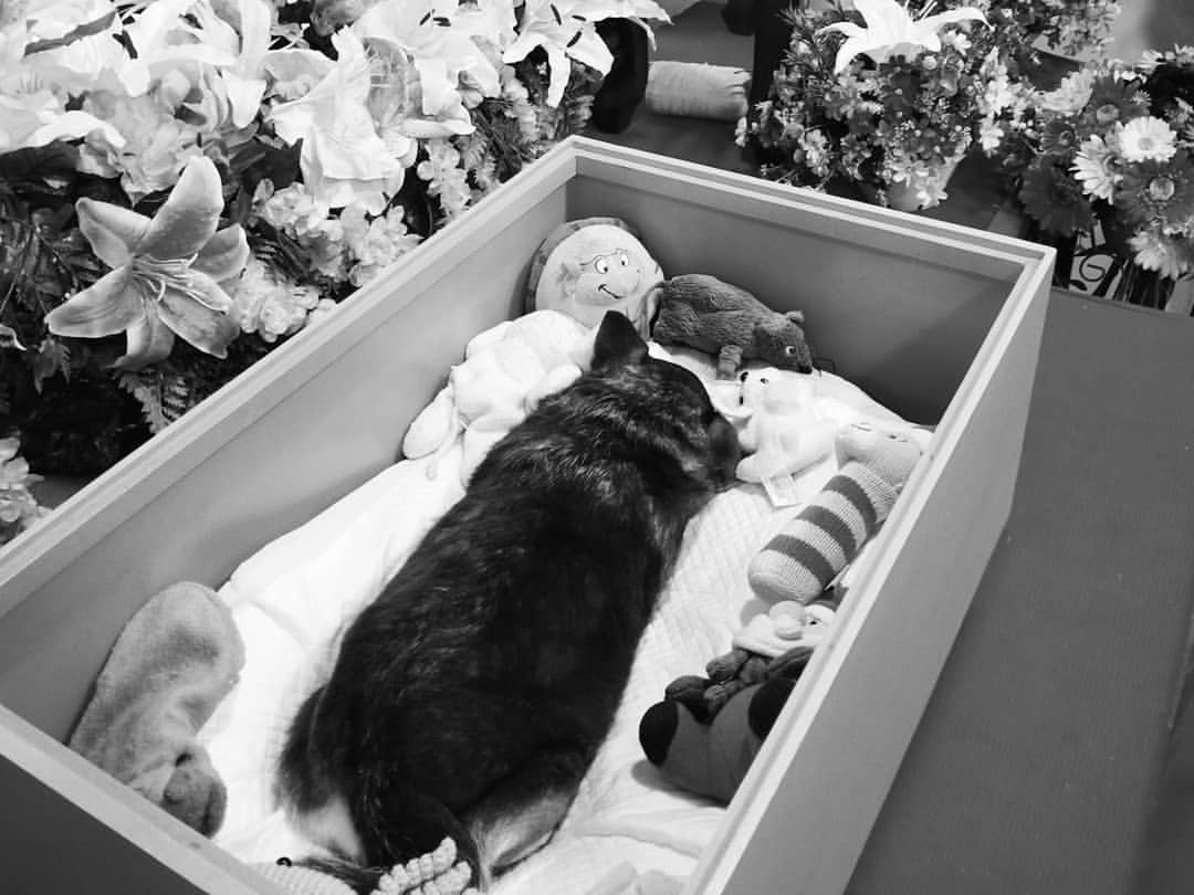 กีฟ ดราภดา สัตว์เลี้ยง