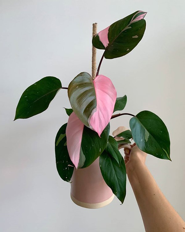 Philodendron Pink Princess