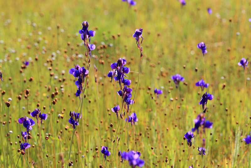 บุปผาราชินี ดอกดุสิตา