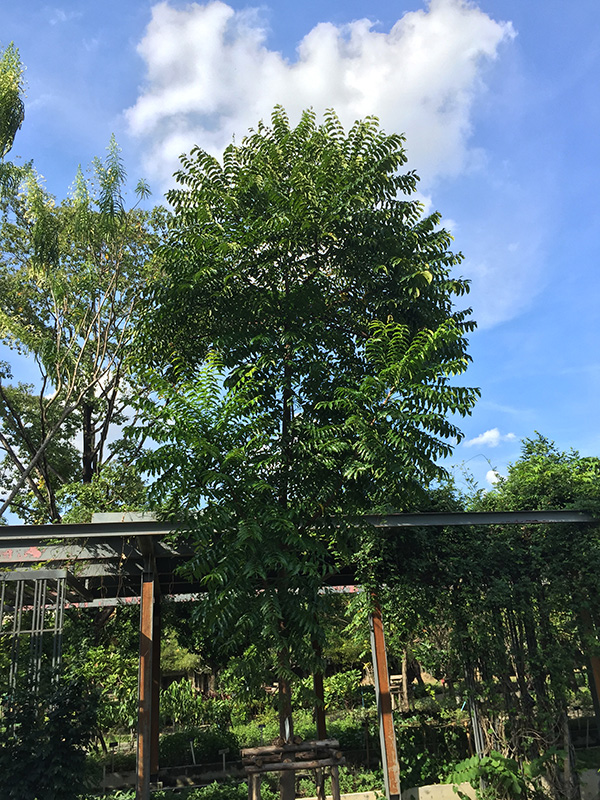 ต้นยมหิน