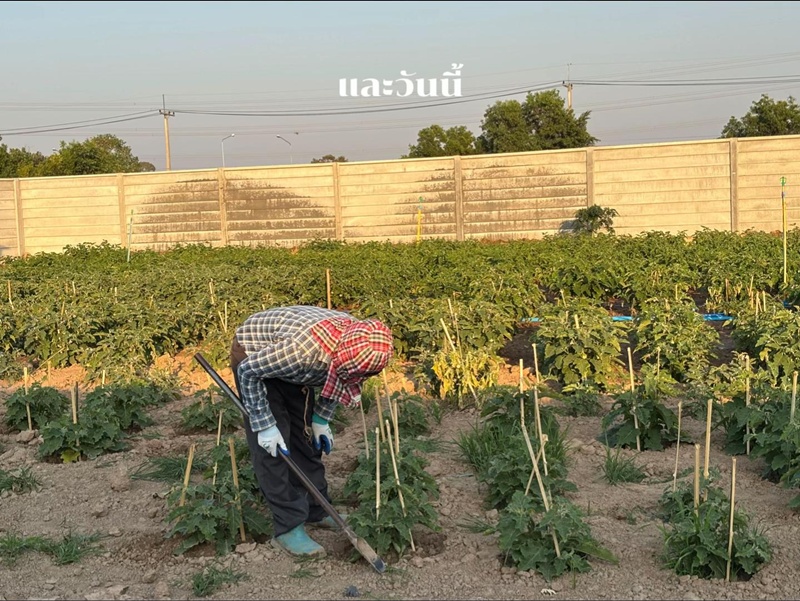 สวนหน้าบ้าน