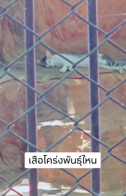 เสือโคร่ง