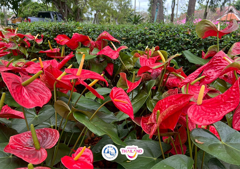 Colorful Garden in Phrae 2025 แพร่