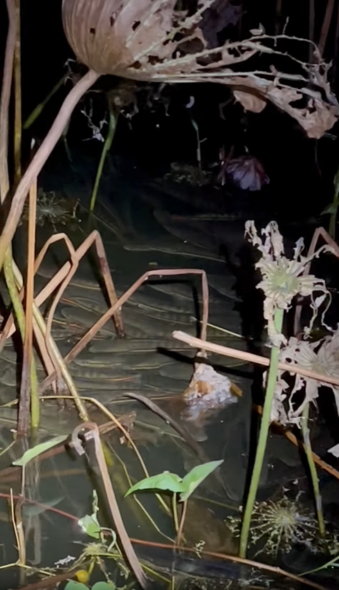 ปล่อยปลา