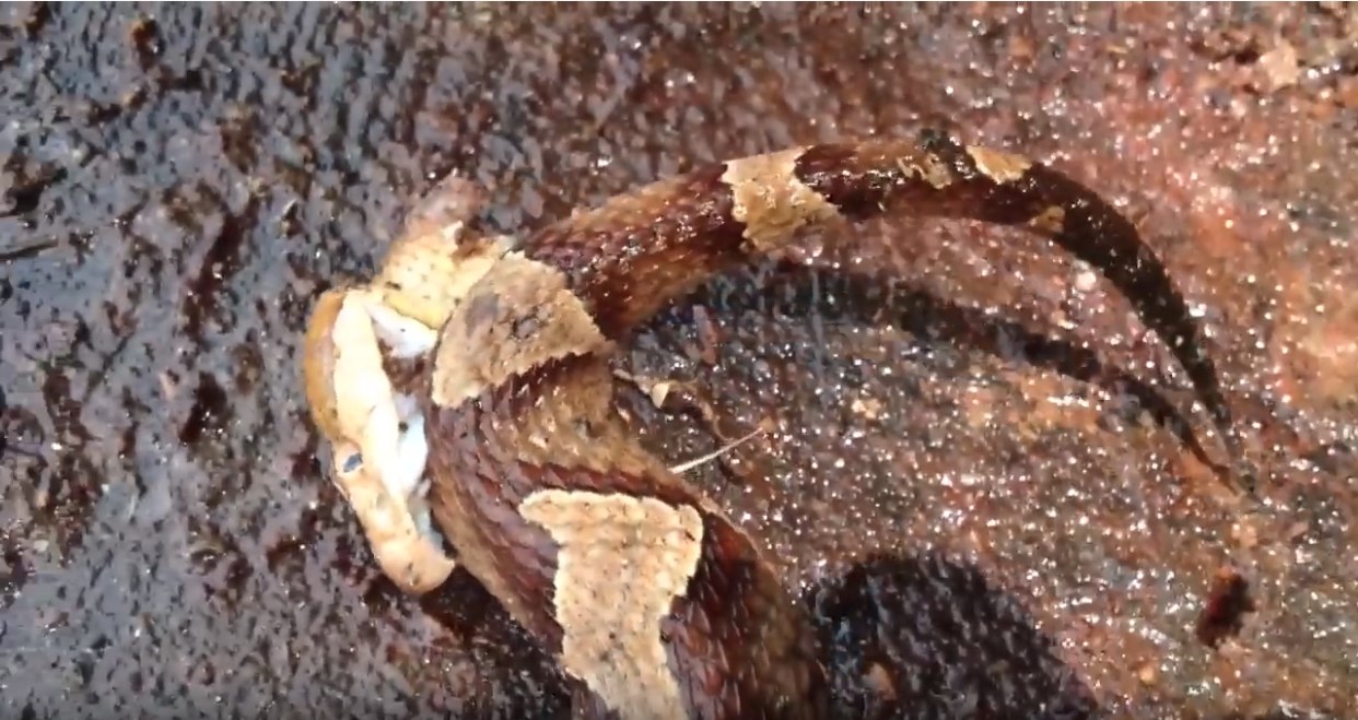 งูกัดหางตัวเอง