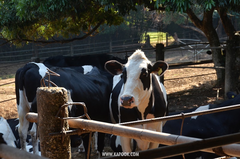 เที่ยวเชียงราย