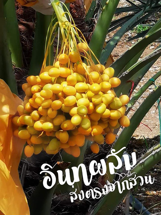 สวนอินทผลัม เดลิเวอรี่