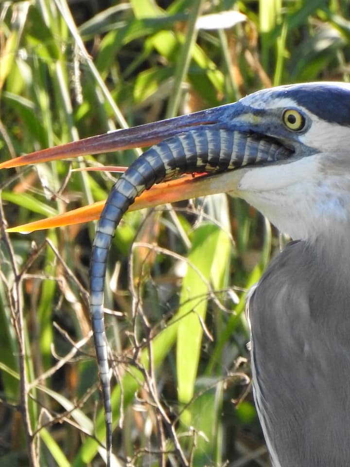 นกกระสากินจระเข้