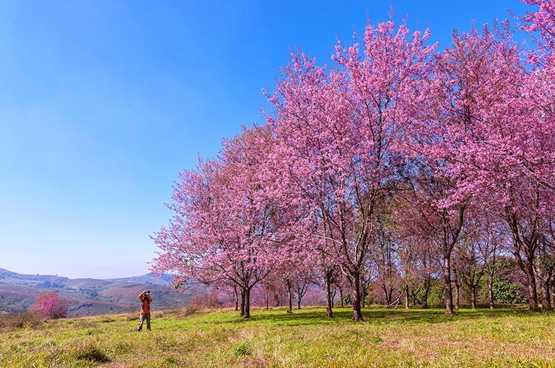 ดอกนางพญาเสือโคร่ง 2563