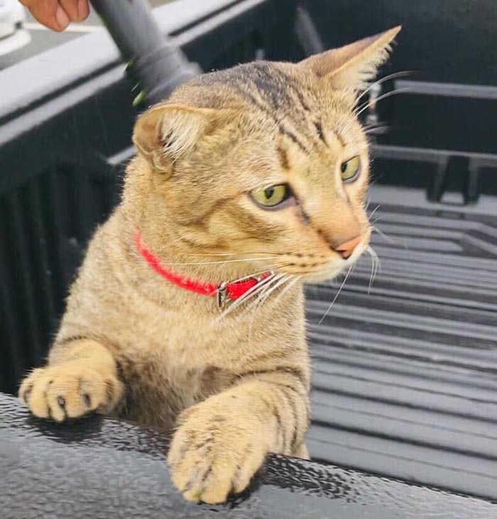 เจ้าหมูทะ แมวหลงบนทางด่วน