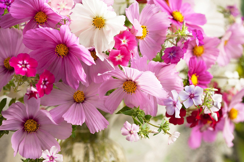 ต้นไม้ประจำราศีตุลย์ ดอกคอสมอส