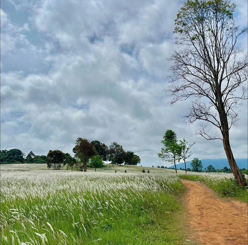 ทุ่งหญ้าเขาใหญ่ วิว
