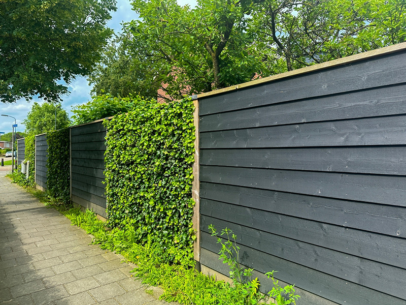 ไอเดียรั้วต้นไม้ Modern Black Fence with Hedera