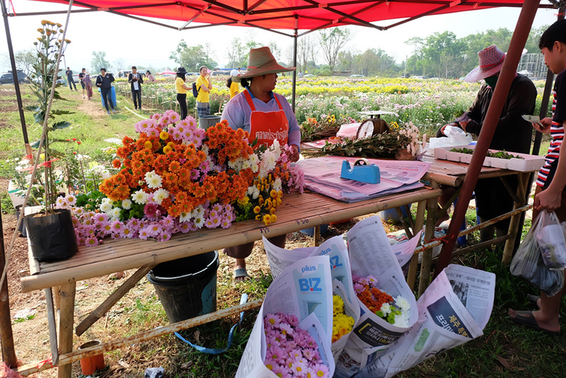งานเบญจมาศบานในม่านหมอก นักท่องเที่ยว