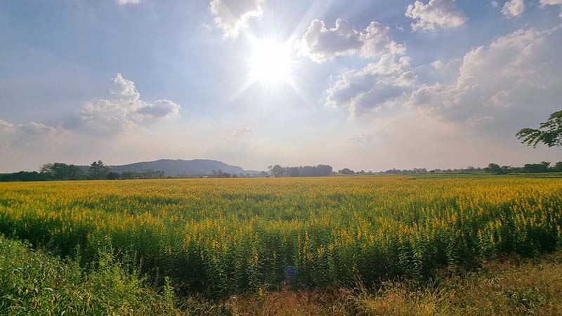 เบคอนผัดพริกขิง