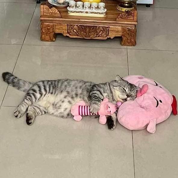 แมวนอน