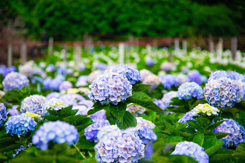 ที่เที่ยวเดือนพฤศจิกายน 2563