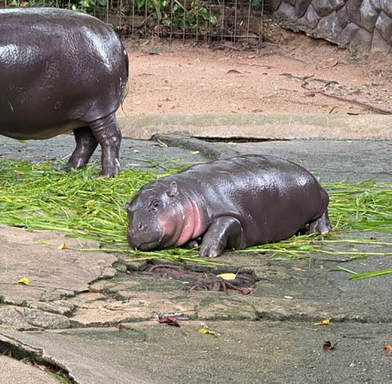 หมูเด้ง ยังฮอตไม่หยุด