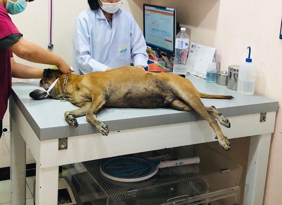 โบว์ แวนด้า