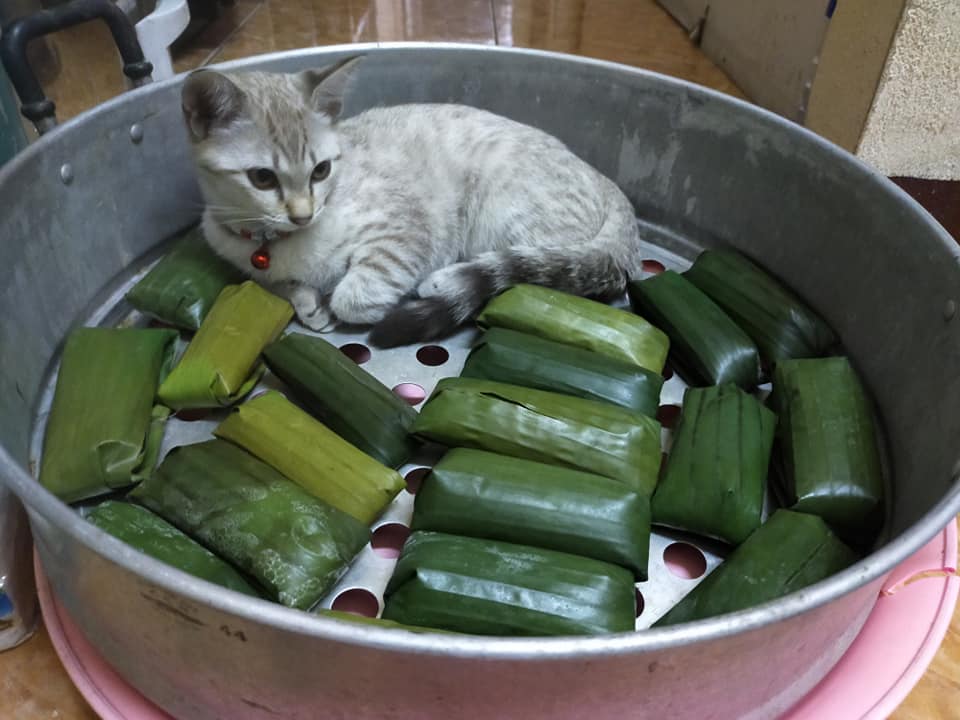 แมวนอน