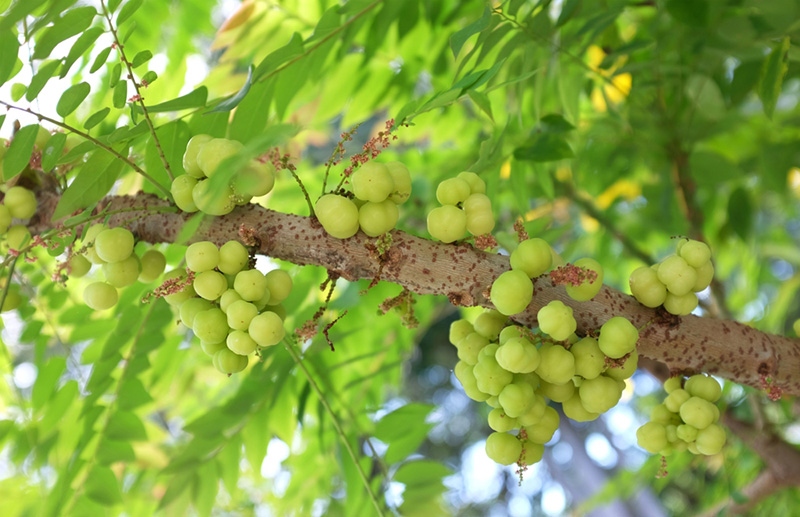 ต้นไม้มงคล วันขึ้นบ้านใหม่ ต้นมะยม