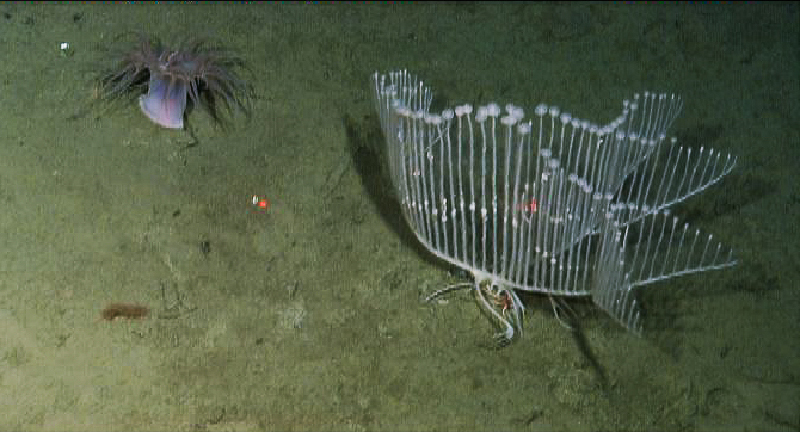 ฟองน้ำพิณ