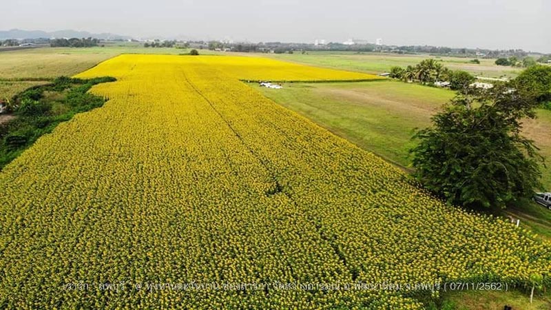 ทุ่งทานตะวัน ลพบุรี
